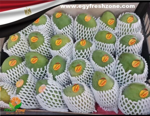 MANGO EGYPT