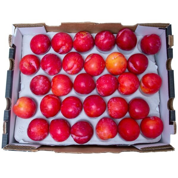 PLUMS AFRICA RED