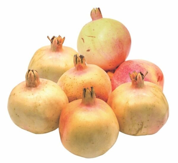 ANAR**YEMAN**