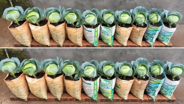 CABBAGE