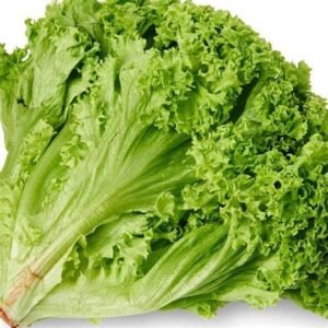 LETTUCE "LOLLO BIONDA"