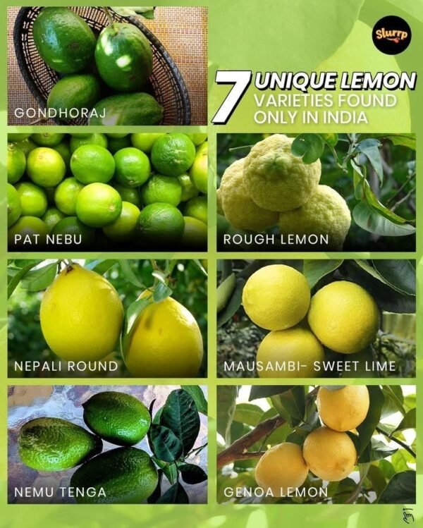 LIMON INDIA