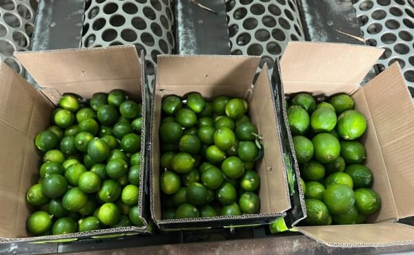 LIME  VIATNAM