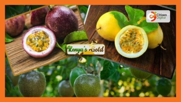 PASSION FRUIT * KENYA *
