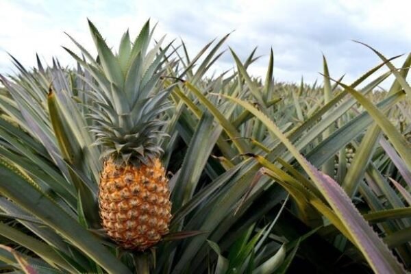 PINEAPPLE    PHILIPPINE