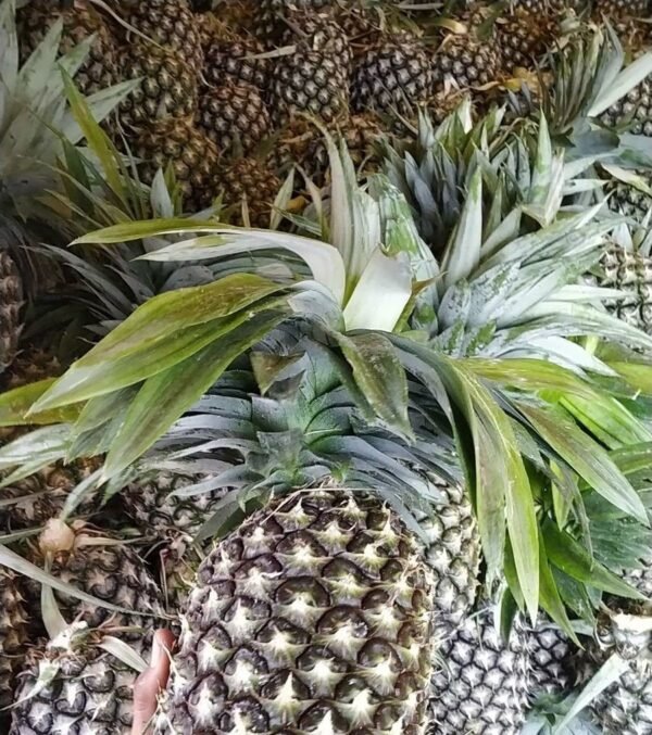 PINEAPPLE INDIA